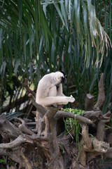 white gibbon eating food. Hilobate Pilatus