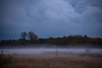 Landscape with fog at dusk. An open field at the edge of the forest during a dark evening after rain