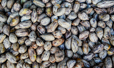 Roasted tiger bean or tiger peanut