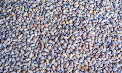 Roasted tiger bean or tiger peanut