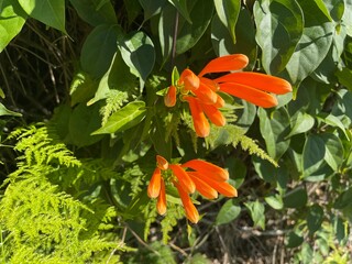 Orange honeysuckle in the spring in Florida green foliage side view