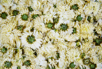 Dried chrysanthemum flowers in white and yellow for medicinal tea. Flora plants flowers health medicine.
