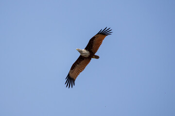 Brahminy kite (Haliastur indus) spreads its wings, flying in the blue sky. This bird is also known as the Red-backed Sea Eagle, Red-backed Kite, Chestnut-white Kite, and Rufous Eagle. 