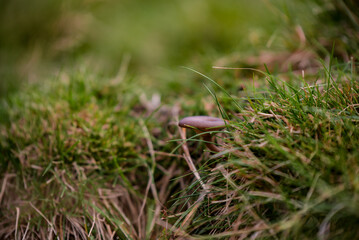 A beautiful mushroom grown on the ground in the fertile forest soil in the autumn season. Fantastic fungus in the morning