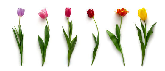 Сolorful tulips flowers isolated on white background. Floral banner. Greeting card, Valentines day, 8 march, Womens day, Mothers day, top view