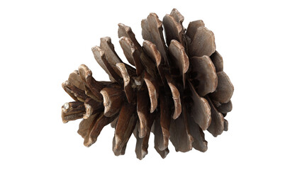 Pine cone