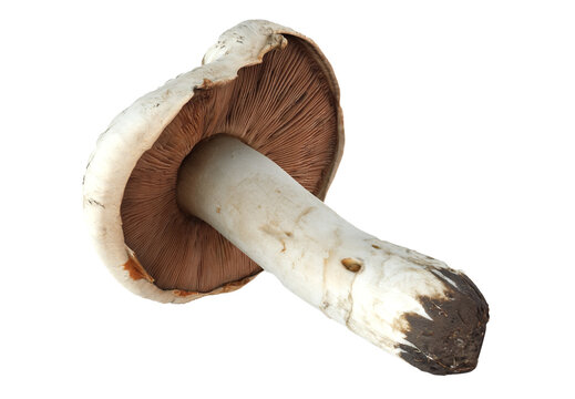 Agaricus campestris