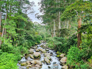 Panama, Boquete, Caldera river flowing in the jungle