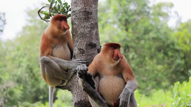 Proboscis Monkey in Borneo rainforest Sandakan Malaysia