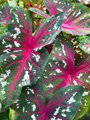 Caladium leaves (elephant ear),  closeup, red veins, foliage background. Tropical plant.