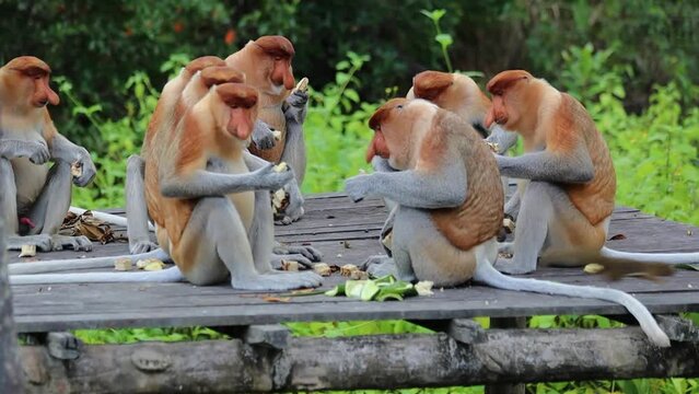 Proboscis monkeys eating vegetables in Labuk Bay sanctuary Sabah, Borneo, Malaysia