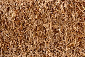 texture of straw for background