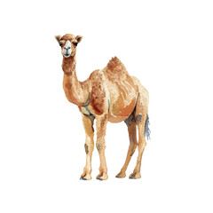 Cute camel vector illustration in watercolour style