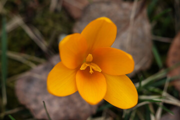 yellow crocuses in the forest, close-up of flowers