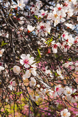 Almond blossom trees with rose flowers 