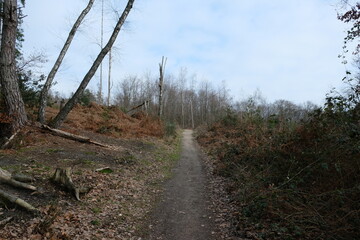 FU 2023-02-20 SiegHennef 167 Ein Weg führt durch die kahle Landschaft