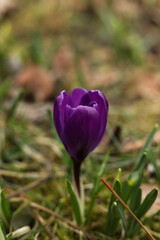 Purple crocus flower in the spring garden, close-up