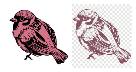 Sparrow, bird, sketch illustration, hand drawn, black outline, engraving style