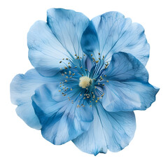blue flower, design or wedding presentation, isolated on a white or transparent background