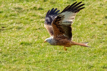 Red Kite