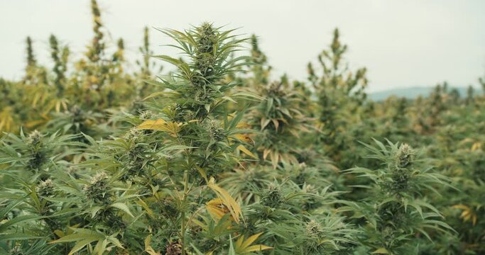 Details of Cannabis plants during harvest season in autumn, CBD production in Austria, Medical Marihuana