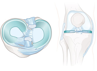 Menisci and cruciate ligaments anatomy. Illustration