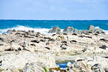 Seal colony in Kaikoura, New Zealand