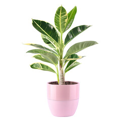 a beautiful ornamental plant growing on a pink pot .Isolated on a white or transparent background