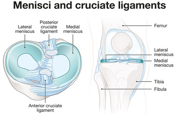 Menisci and cruciate ligaments. Anatomy. Labeled illustration