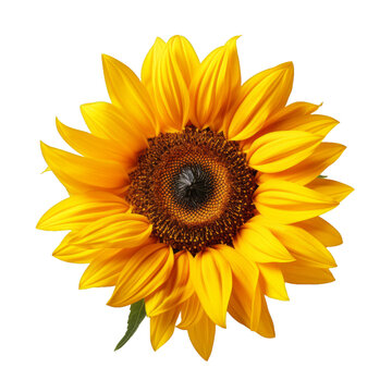 sunflower isolated on transparent background, png
