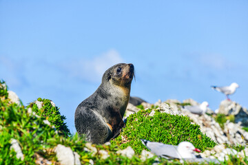 Seal colony in Kaikoura, New Zealand