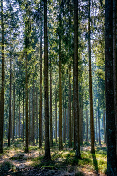 Pine trees in the forest
