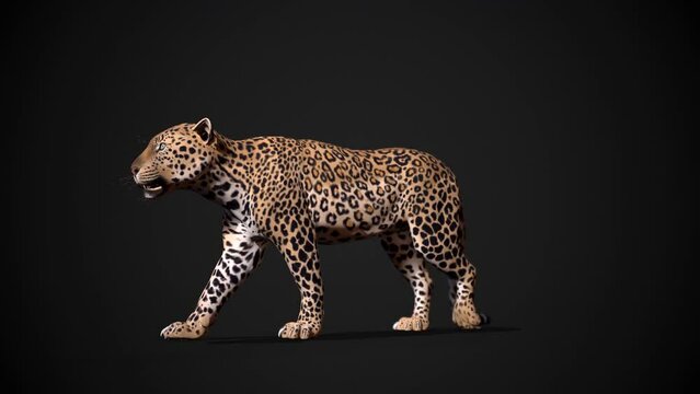 Animation leopard walk