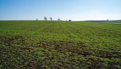 Large meadow on a sunny day in the Ardennes, Belgium
