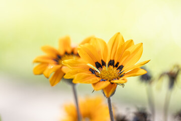 annual flowers Gazania rigens bright orange and yellow flower. Green and soft blurred background