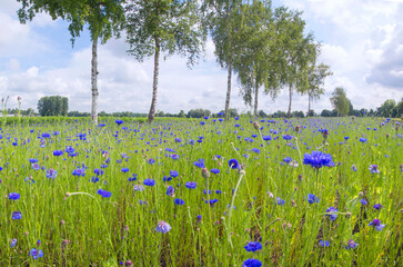 Fototapeta premium Kornblume (Centaurea cyanus) oder Zyane, Kornblumen-Feld
