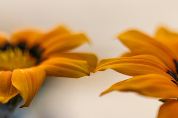 Abstrakt detail petals of gazania flower. annual flowers Gazania rigens bright orange and yellow...