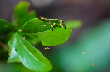 Crias de ara&ntilde;a 
