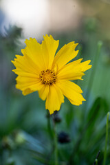 Coreopsis lanceolata- Lance-leaved Coreopsis in Bloom. Close up of yellow Coreopsis lanceolata plants