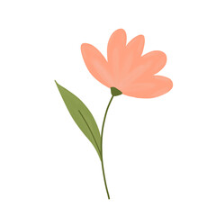 a flower on transparent background