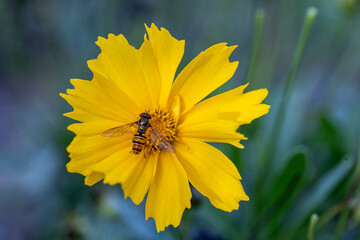 Coreopsis lanceolata- Lance-leaved Coreopsis in Bloom. Close up of yellow Coreopsis lanceolata plants