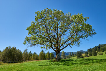 Obraz premium Alpine Symphony: Summer Majesty in the Mountain Wilderness. Majestic Peaks and a Lone Tree in the Meadow. Mountain: A Grand Tree Gracing the Alpine Pasture. Blue Skies Over Peaks: A Majestic Alpine