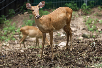 The female deer in garden at thailand