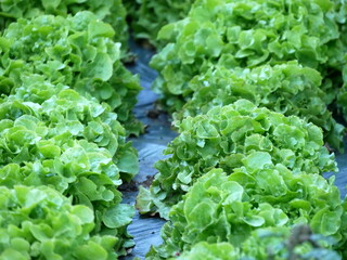 mature green lettuces in a rural field in Cilaos, Reunion. Salad leaves 