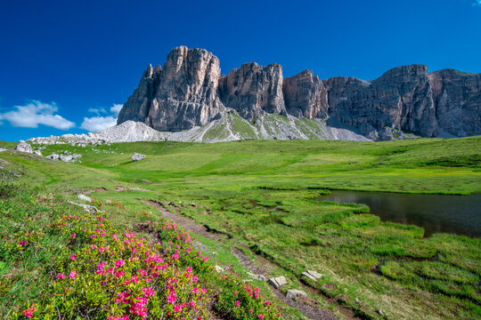 Dolomiti panorama con fioritura rododendri