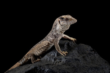 The Savannah Monitor (Varanus exanthematicus) is a species of monitor lizard native to Africa.