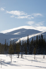 Swedish Winter Wonderland: Sunlit Snowy Wilderness with Majestic Fir Trees in Northern Europe