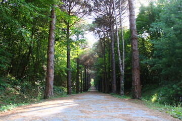 Istanbul Belgrade Forest. Dirt road between pine trees. endemic pine trees
