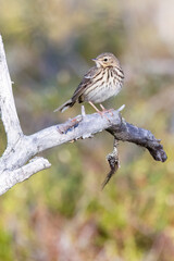 Tree Pipit