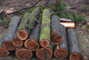 log full of moss